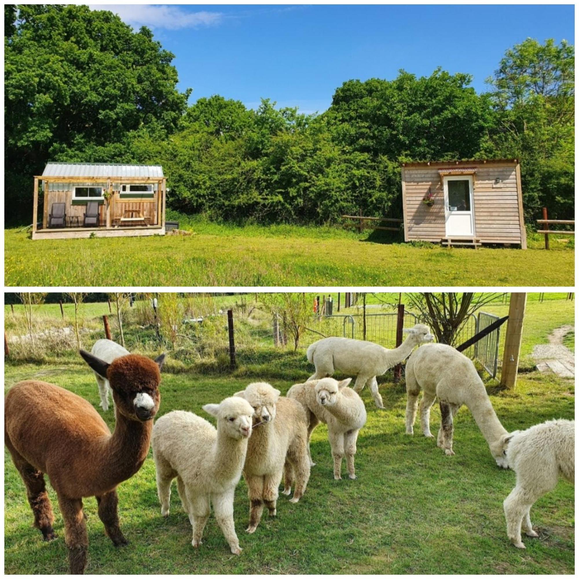 Dartmoor Reach Alpaca Farm Heated Cabins 5 Mins Drive To Dartmoor Bovey Tracey Habitación foto