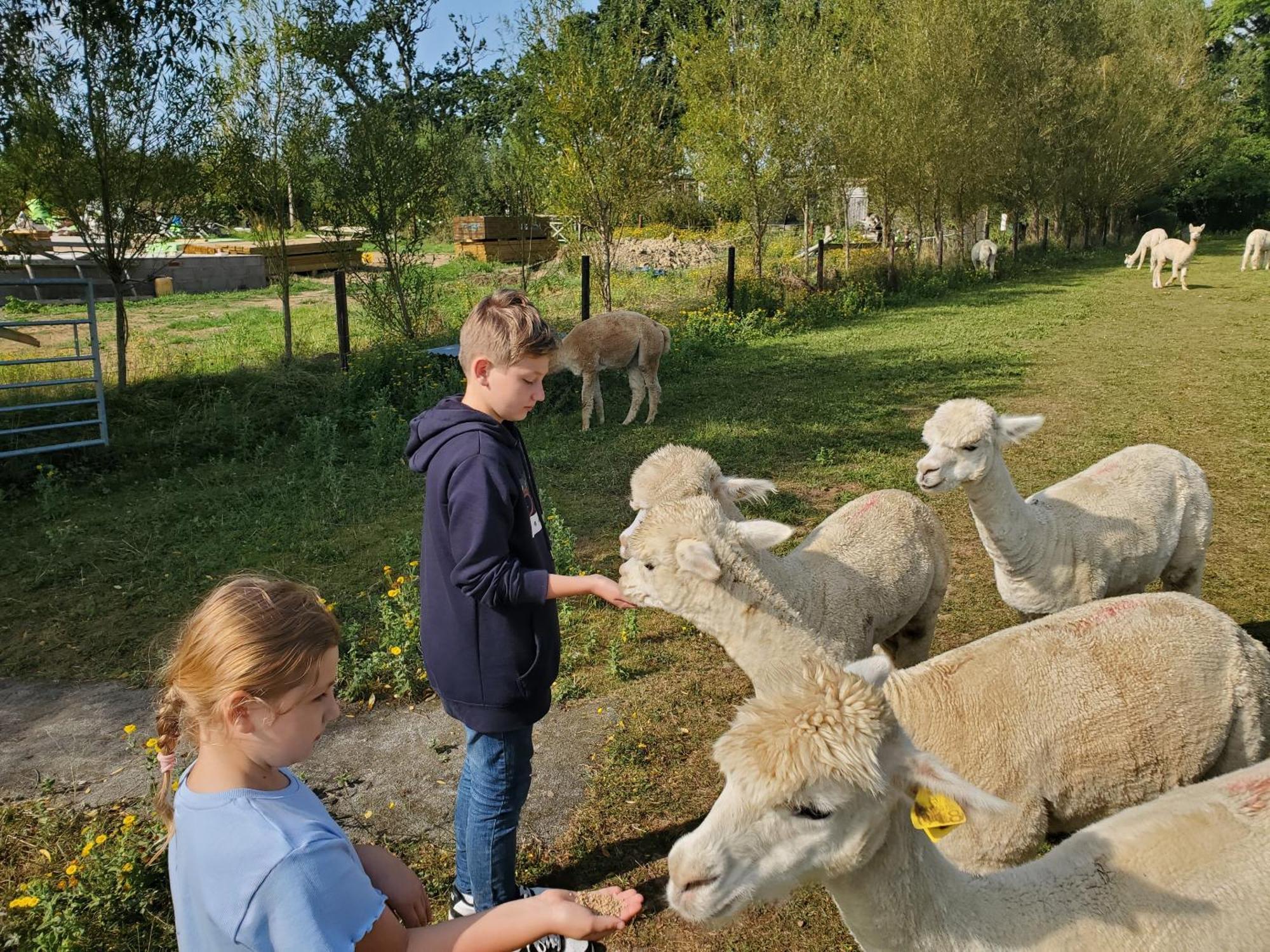 Dartmoor Reach Alpaca Farm Heated Cabins 5 Mins Drive To Dartmoor Bovey Tracey Exterior foto